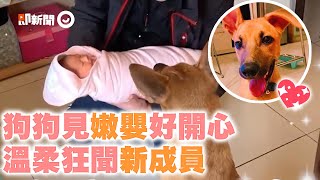 小嫩嬰回家了狗哥哥興奮轉圈　雙眼溫柔注視家中新成員寵物動物狗狗嬰兒精選影片