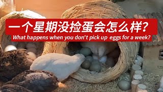 一个星期没捡蛋会发生什么？What happens when you don't pick up eggs for a week?#芦丁鸡 #minichicken #宠物 #抱窝 #孵化