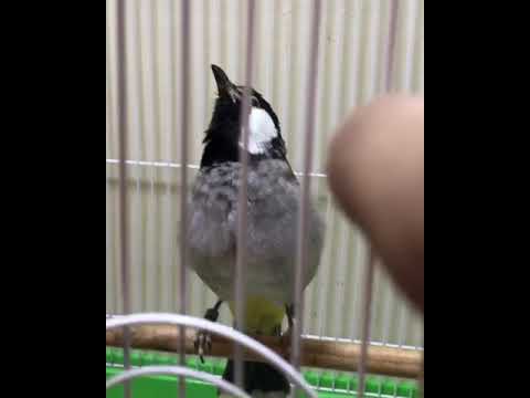 تغريد بلبل ابيض الخدين يتقن نغمات الكردينال بحرفية من تربيتي وحلال اخوكم ابو يوسف من مملكة البحرين 