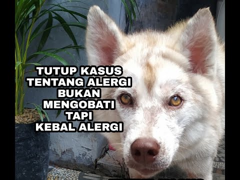 Video: Mendiagnosis Alergi Makanan Pada Anjing - Di Luar Diet Penghapusan