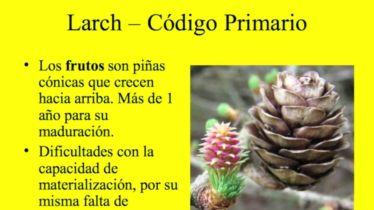 Larch flores bach propiedades