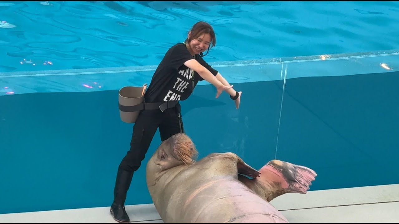 横浜・八景島シーパラダイス イルカショー アトラクション 