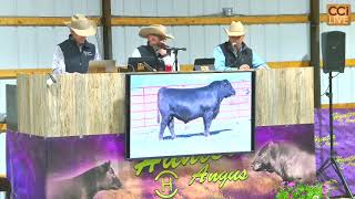 Worthington Angus Capture Semen Sale, LiveOnline™
