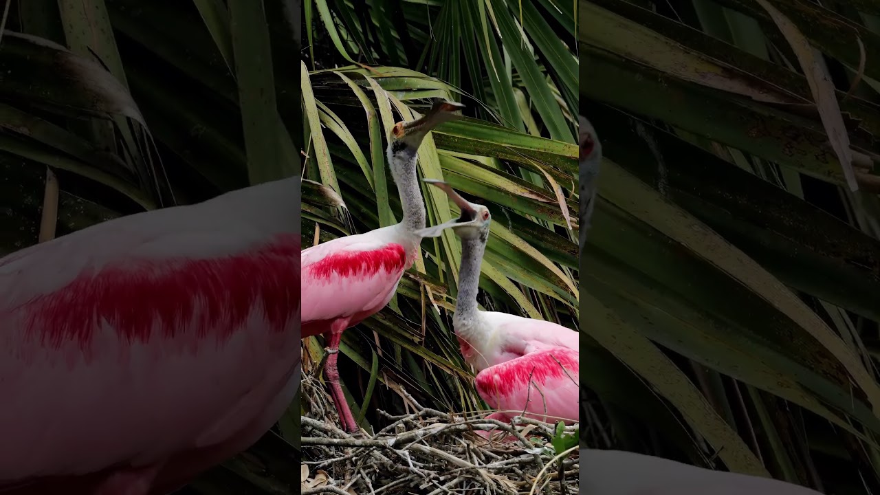 Roseate Spoonbill courtship bill snuggles 😍