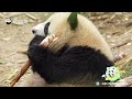 Let’s Do Some Kung Fu! | iPanda