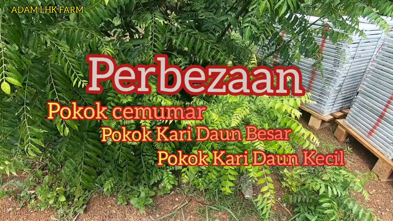 Cara Bezakan Pokok Kari Daun Besar, Pokok Kari Daun Kecil ...