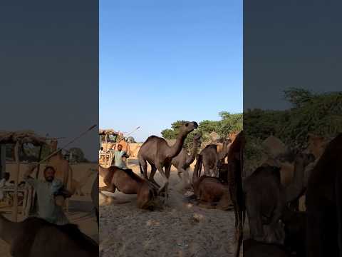 جمل خطير يمارس الجنس مع ناقة