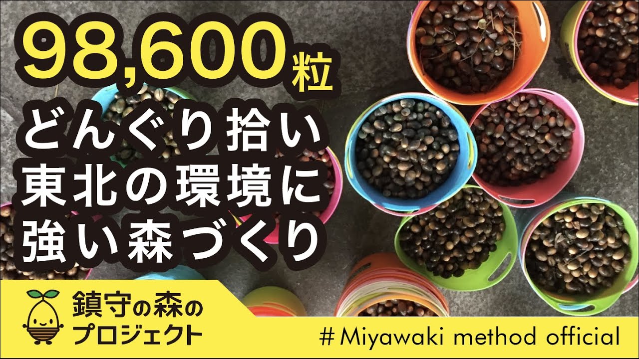 東北の環境に強い森づくり_98,600粒のどんぐり拾いボランティア - YouTube