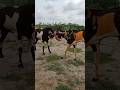 two male goats big fighting/ #animals # ytshorts @Naturalvillagelife2