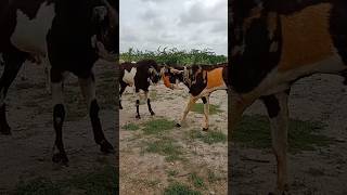 Two Male Goats Big Fighting