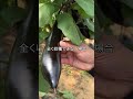 なすの成長が止まっている方#熊本 #農業を盛り上げたい #農業 #魚粉肥料