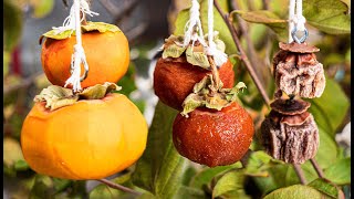 How to Make Hoshigaki - Dried Persimmons screenshot 4