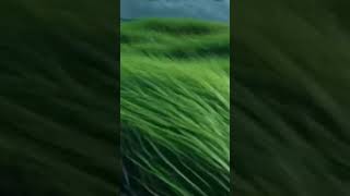 Heavy Rain Sounds for Sleeping 🌙 Calm &amp; Stress Relief #fbreels #facebookreels #AestheticVibes #Calm