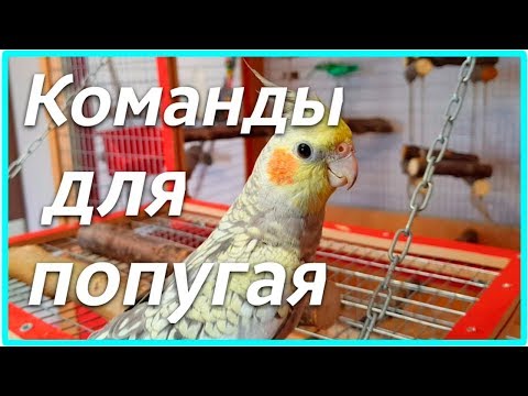 ОБУЧЕНИЕ ПОПУГАЯ КОМАНДАМ. Трюки для попугая. | Рокки Life