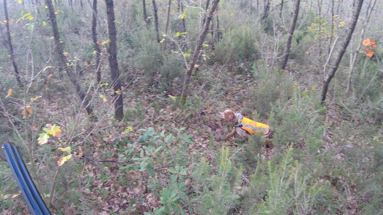 6 Ocak 2024 Çulluk avı. Woodcock hunting with Epagneul Breton Barut. # ...