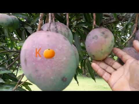 My Belly Full Mangoes 🍊🍊🍊🌳 in Jamaica 🌎. - YouTube