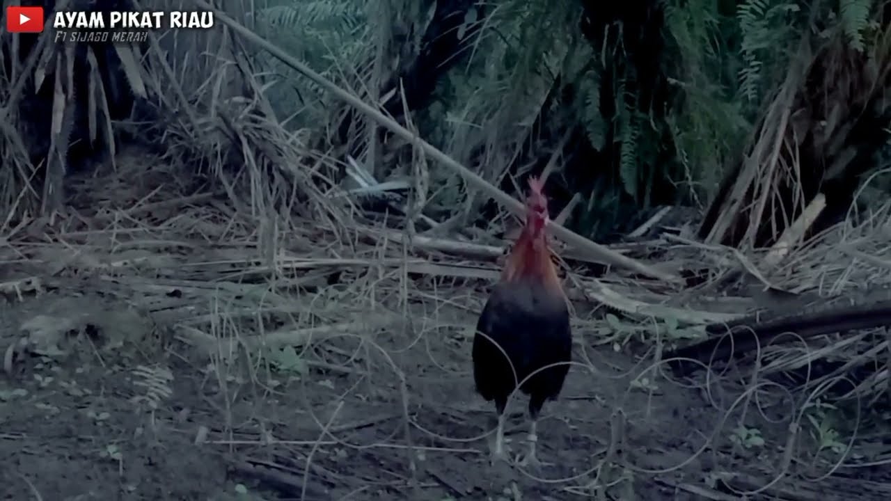 pikat F1 kalah yang ke 2 kalinya dilokasi yg sama