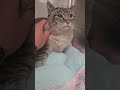 Whisper video
