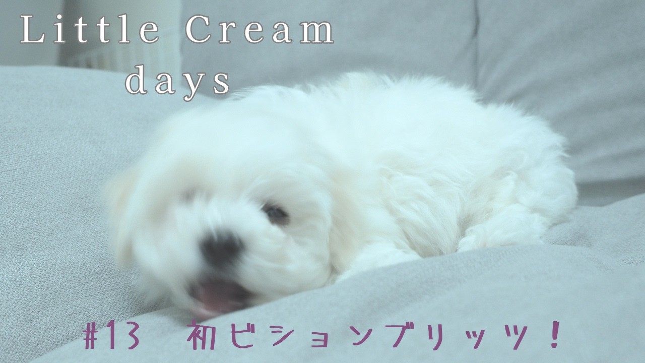 クリームデイズ｜#013   初ビションブリッツ！