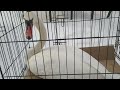 Ещё один лебедь спасённый доставлен в приют / Another rescued swan brought to the shelter