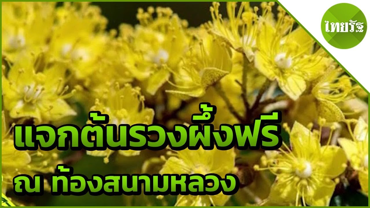 กรมป่าไม้แจกต้นรวงผึ้งฟรี ณ ท้องสนามหลวง | 07-05-62 | ตะลอนข่าว