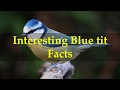 Interesting Blue tit Facts