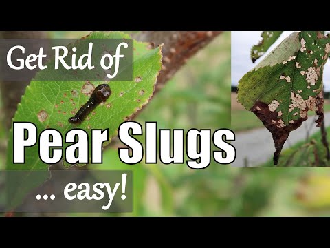 Video: Pear Fruit Sawfly