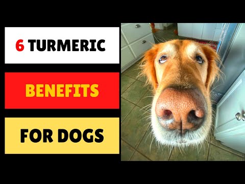 Top 6 Turmeric Benefits For Dogs In 2021