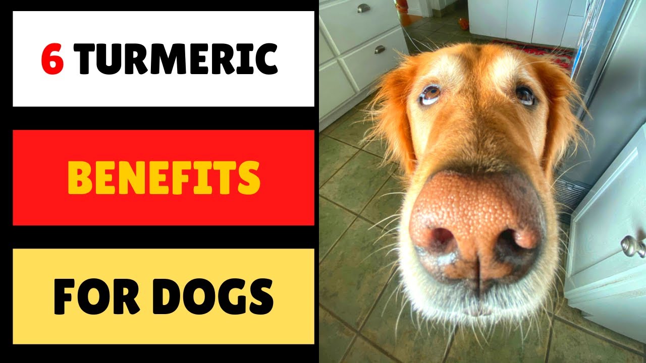 Can A Dog Be Allergic To Tumeric?