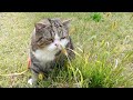 お散歩なねこ。-Cats enjoy the outside garden 4.-