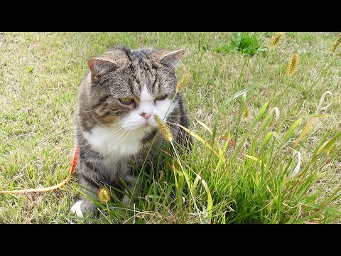 お散歩なねこ。-Cats enjoy the outside garden 4.-