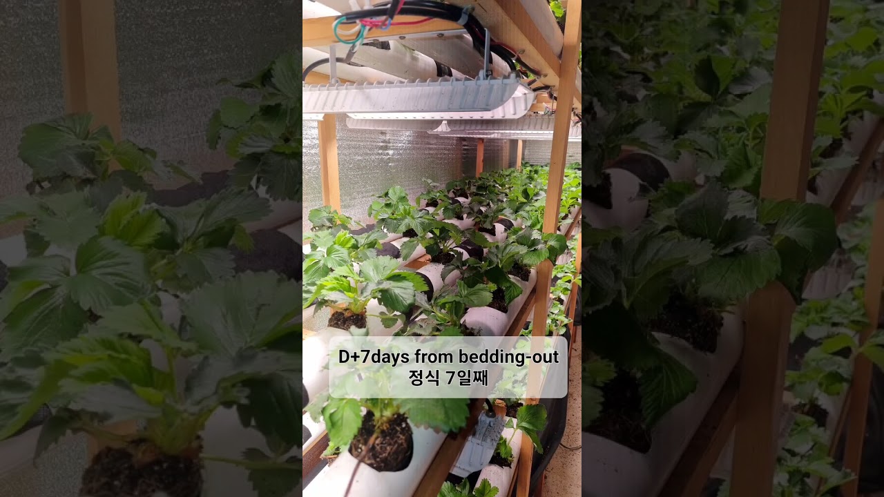 4 Season Strawberry by NFT Hydroponic in Container Farm with LED plant grow light