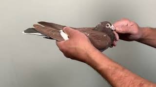 Meulemans 375