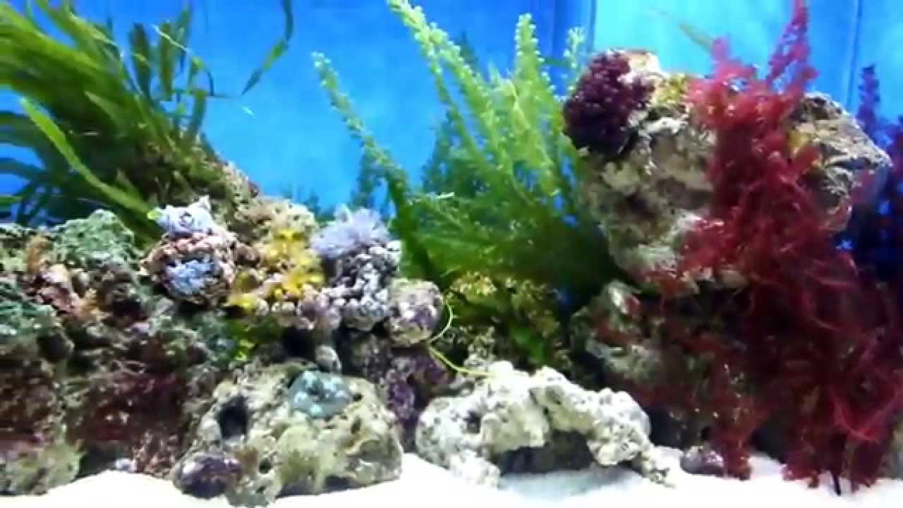 seahorse tank youtube