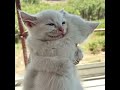 #cat #cuteanimal #kitten #shorts #viralshorts #magichourai