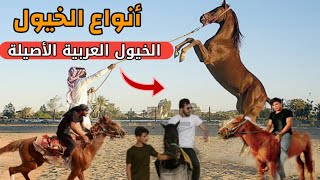 أنواع الخيول العربية الأصيلة في العراق | معلومات عن  خيل العجوز ،غذائها وطرق تربيتها ....