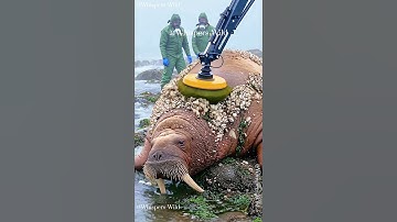 A Gentle Current Washes Over a Weary Soul’s Embrace