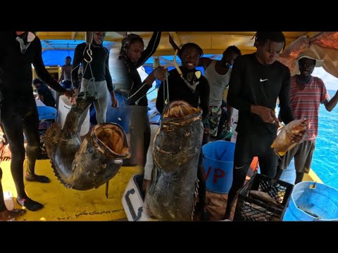 300 pounds Goliath grouper caught today what a successful day