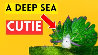 5 Deep Sea Creatures You Have NEVER Heard of! by Top 5 Animal Wonders 223 views 3 months ago 6 minutes, 16 seconds