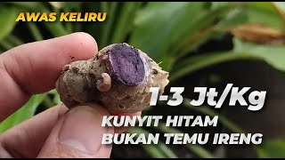 Budidaya Kunyit Hitam di Polybag