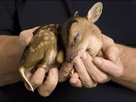 動物の赤ちゃん かわいい動物の赤ちゃん画像集 Youtube