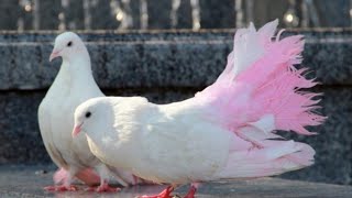 Популярные породы голубей