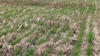 Seed Placment: Tobin No-Till - Disc Drill Seeding