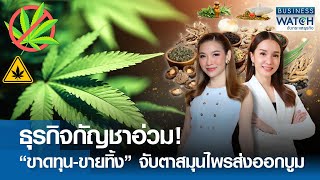 ธุรกิจกัญชาอ่วม! “ขาดทุน-ขายทิ้ง” จับตาสมุนไพรส่งออกบูม | BUSINESS WATCH | 26-05-67 (FULL)