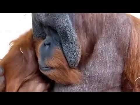 father orangutan comforting child.