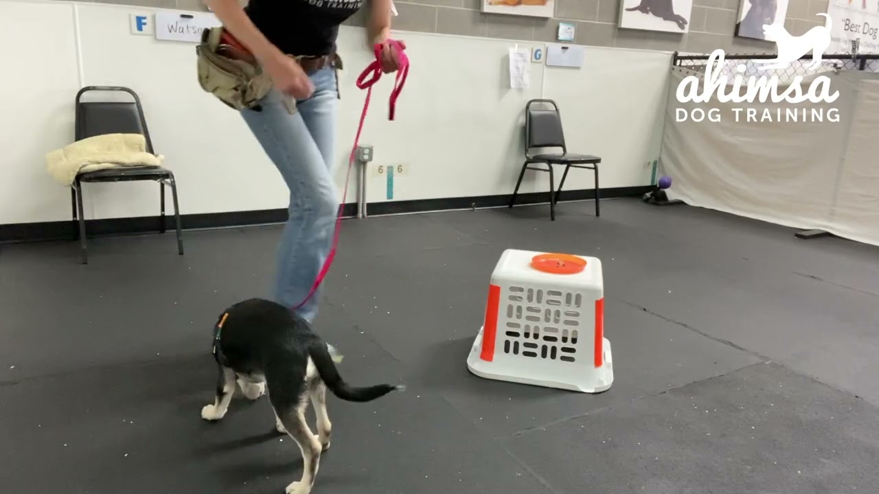 Counter-surfing prevention training. Teaching your puppy how to behave when food is on the table.