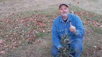 One simple step to help control aphids on fruit trees.