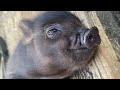 Mini Pig Mommy &amp; Piglet Enjoying Scratches 😍