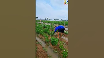 NƯỚC NGẬP HẾT ỚT CỦA BÀ CON CỒN CHÂU MA