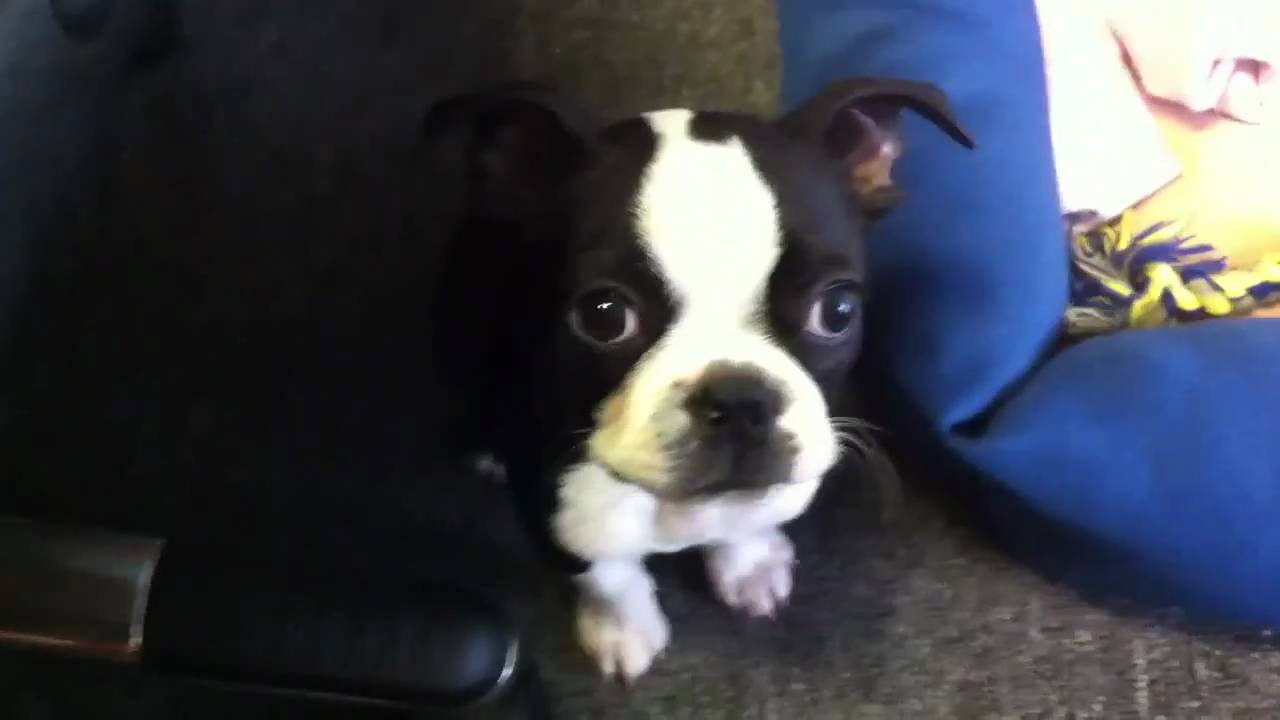 Boston Terrier pup barking at reflection YouTube